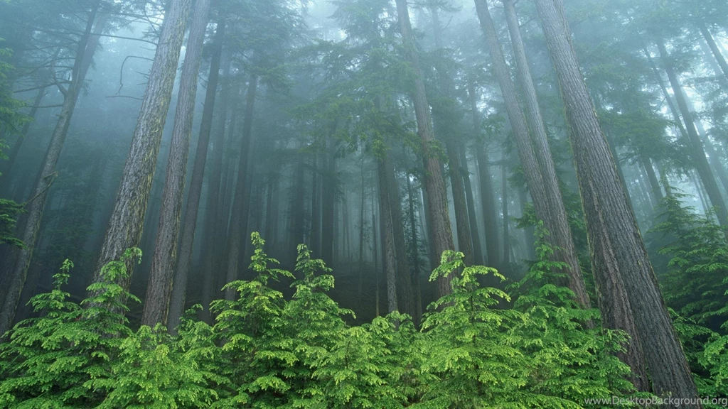 Forest Backgrounds Wallpapers