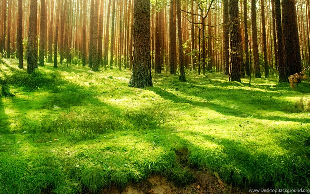 Forest Backgrounds Wallpapers