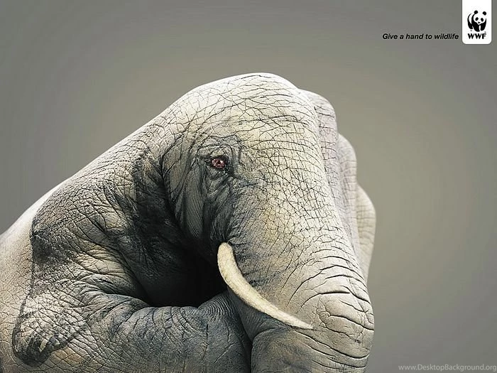 WWF World Wide Fund For Nature (WWF) PSAs Wallpapers 31279 ...