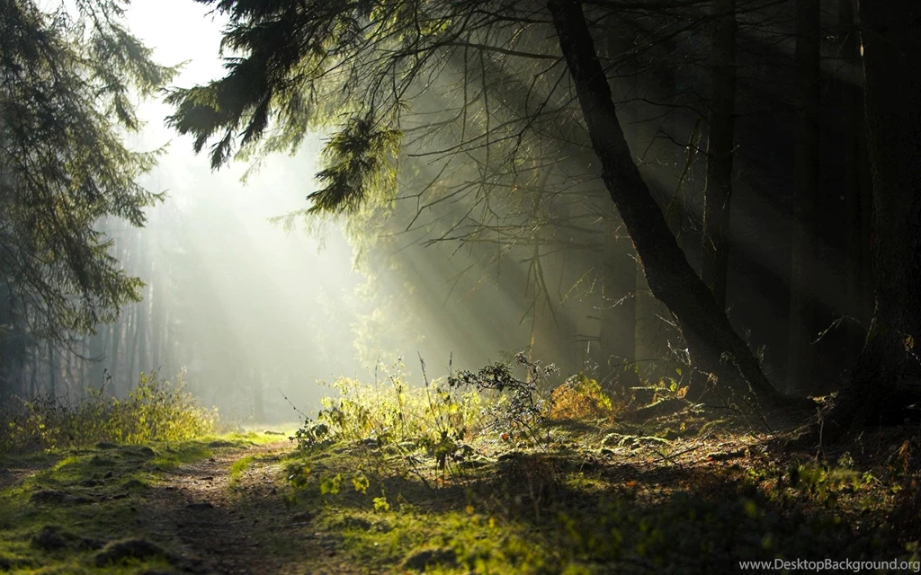 Forest Wallpapers Hd