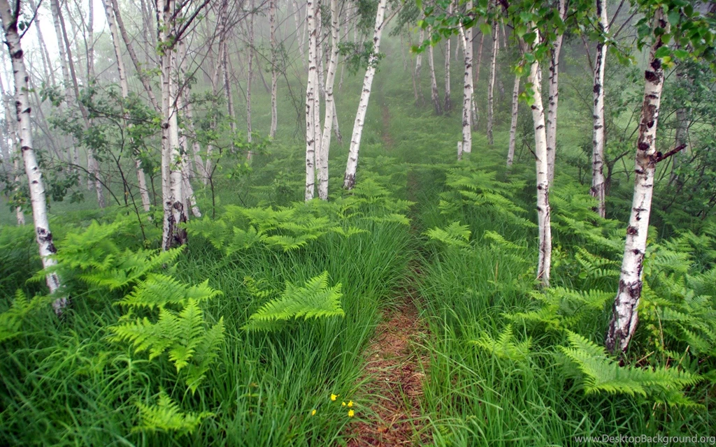 Download Misty Forest Backgrounds 8708 1920x1200 Px High Resolution ...