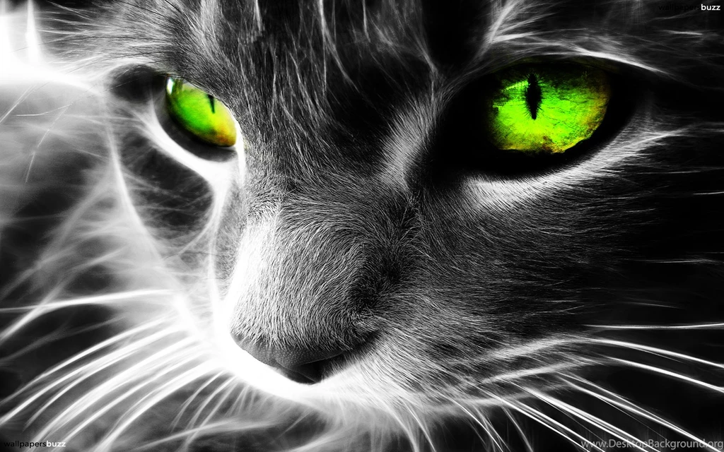 Cat With Green Eyes HD Wallpapers