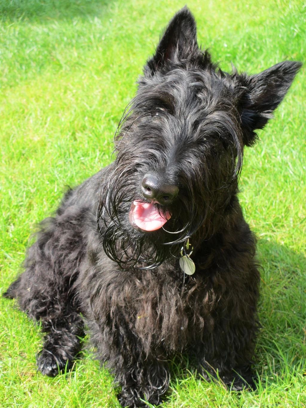Scottish Terrier Photos And Wallpapers. The Beautiful Scottish ...