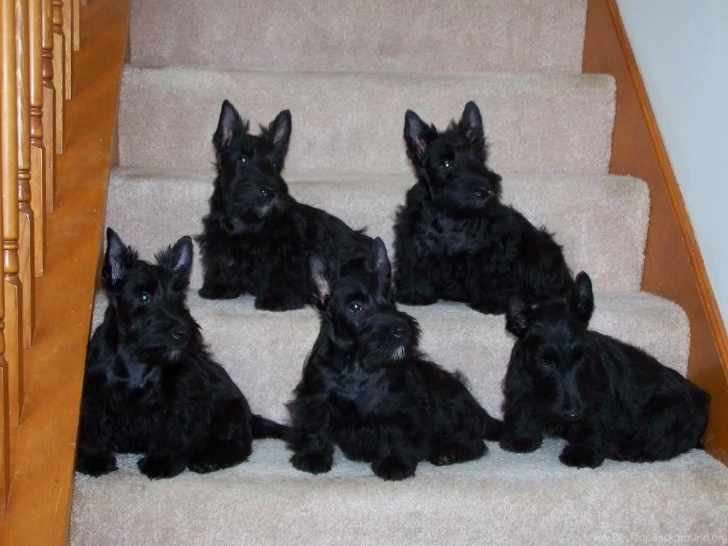 Rules Of The Jungle: Scottish Terrier Puppies