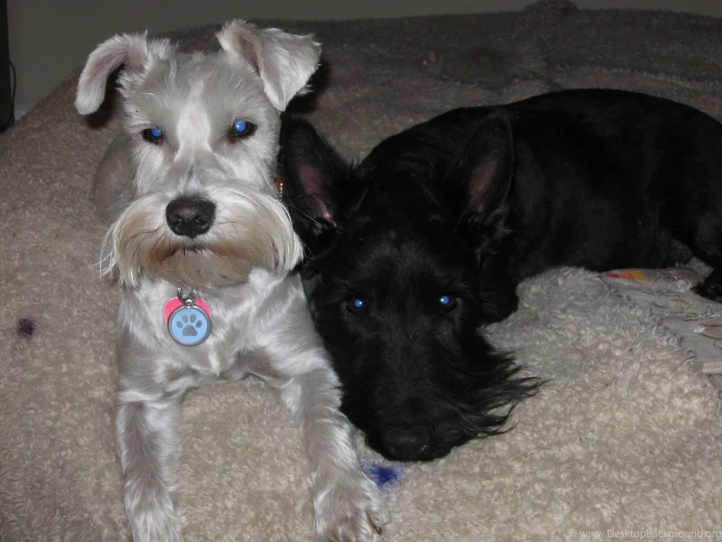 Scottish Terrier Dog