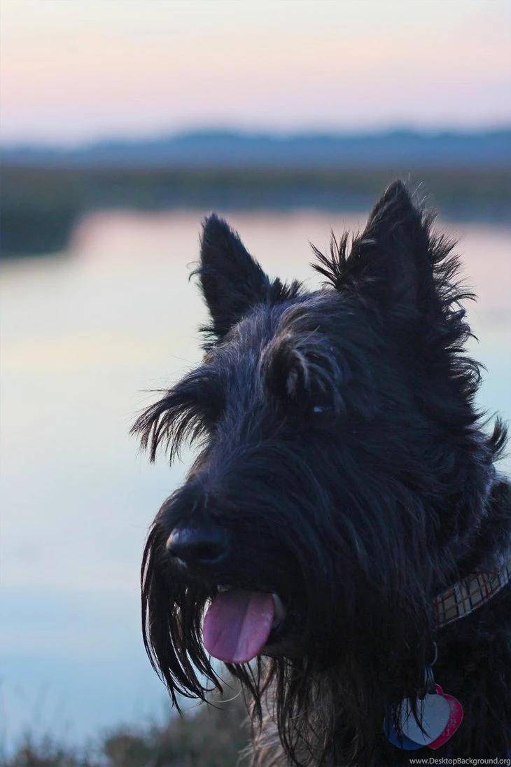 Scottish Terrier Smile On The Water By Winterface On DeviantArt