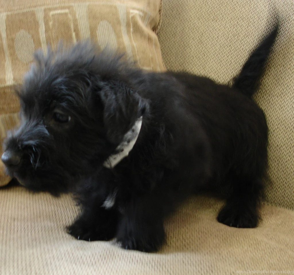 Scottish Terrier Puppies