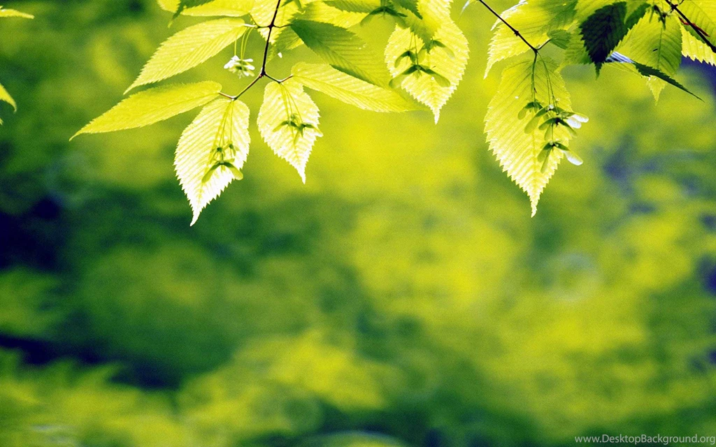 Forest Leaves Backgrounds