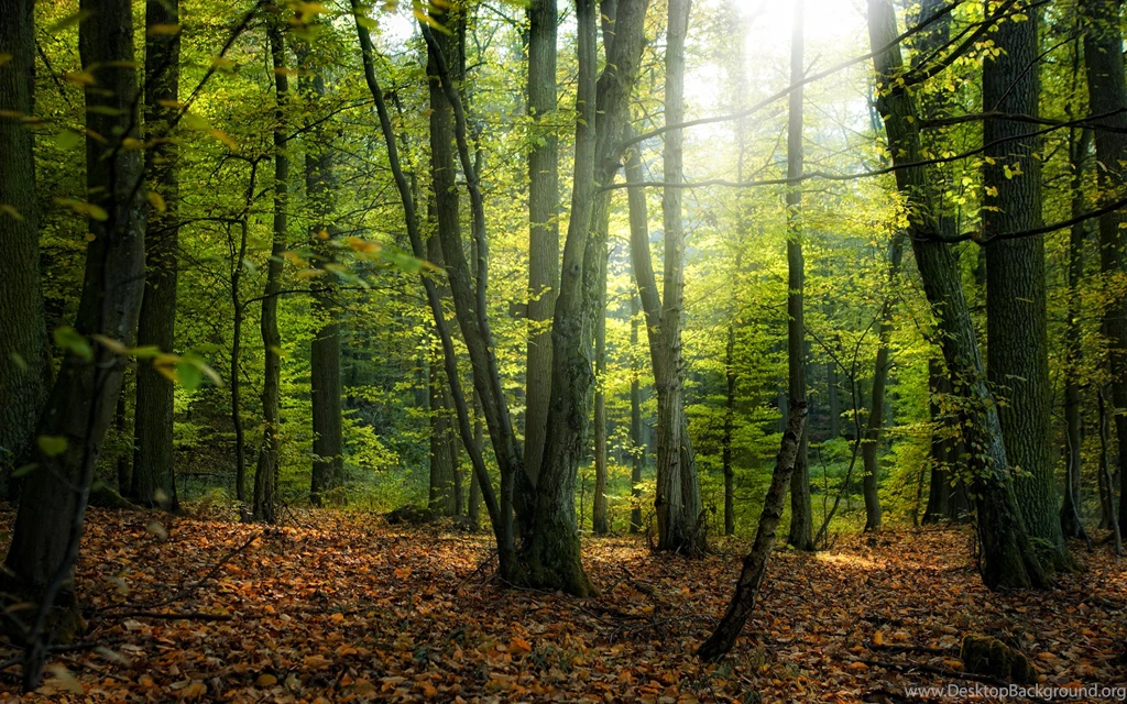 Pictures Of Forest