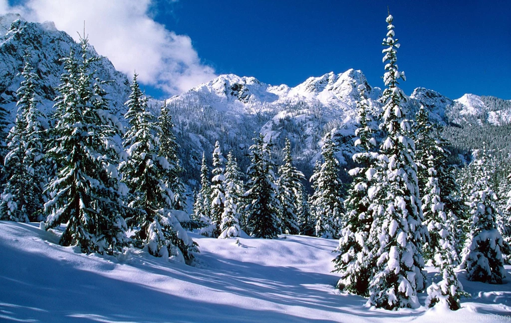 Wallpapers Trees Beautiful Snow On Windows 1900x1200