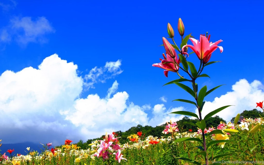 Download Wallpapers 1680x1050 Lilies, Flowers, Meadow, Sky, Sunny ...