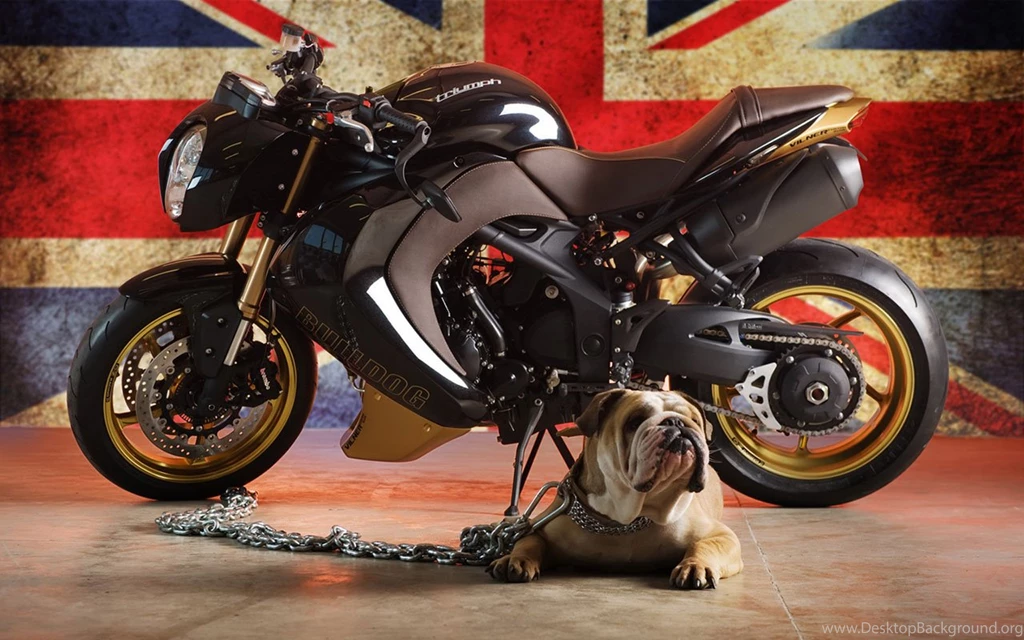 Triumph Speed ​​three Bulldog Custom Edition Motorcycle Wallpapers ...