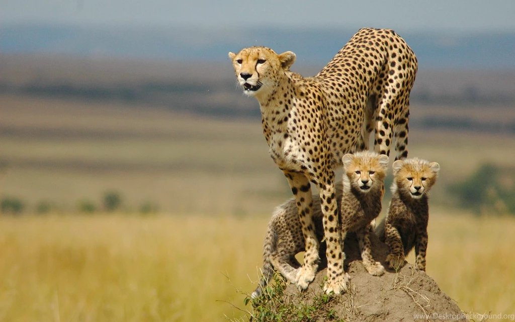 Cheetah Pictures Archives   Wallpapers HD Free Wallpapers In All ...