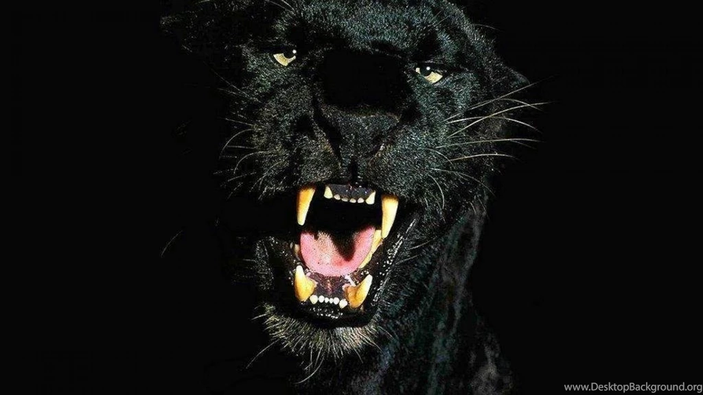 Cheetah Backgrounds Free Download