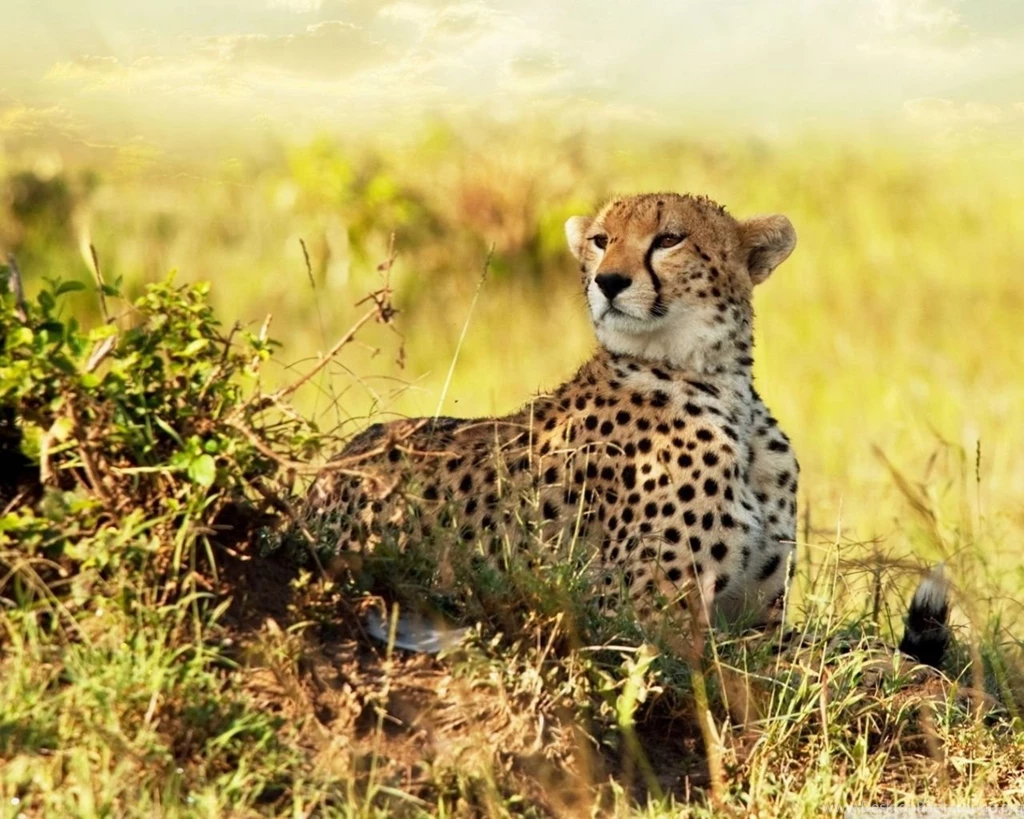 Free Cheetah Wallpapers Wallpapers Cave