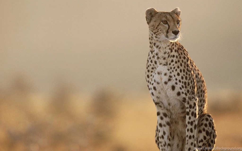 Cheetah Wallpapers For Free Download