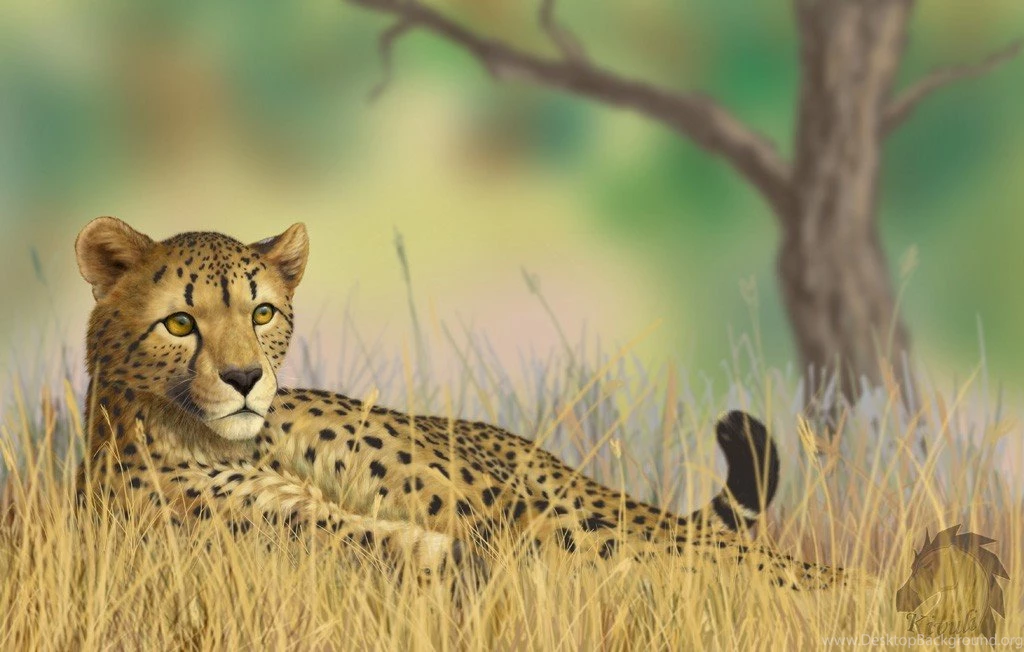 Qween Cheetah Cats Wallpaper Backgrounds Free ~ Cats For HD 16:9 ...