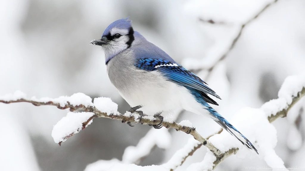 Beautiful Bird Winter HD Desktop Wallpapers : Widescreen : High ...