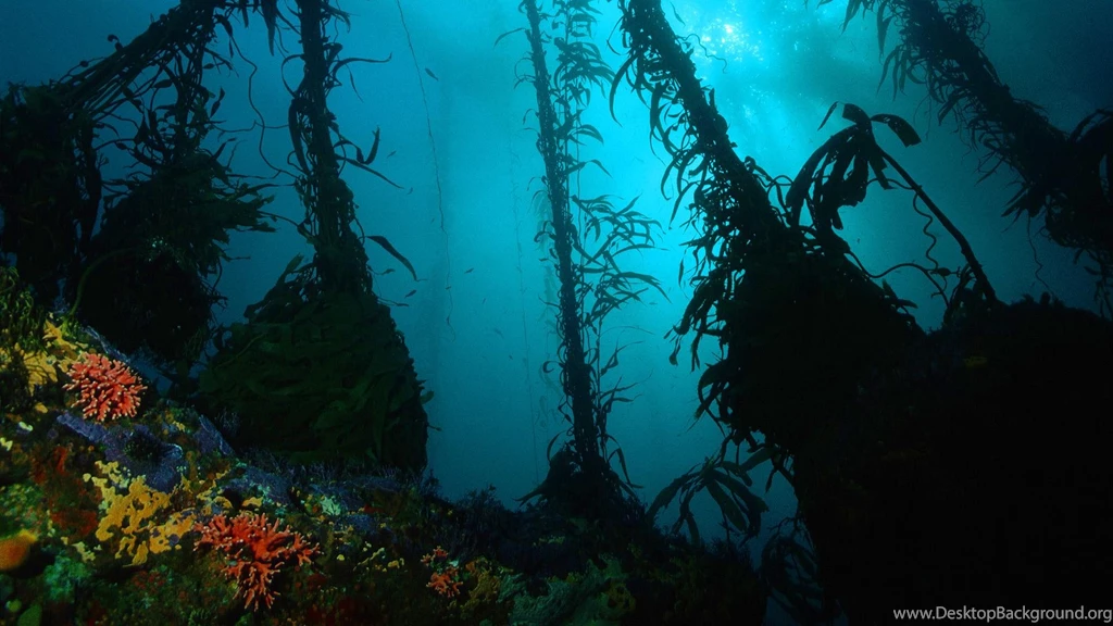 Underwater Ocean Photography (