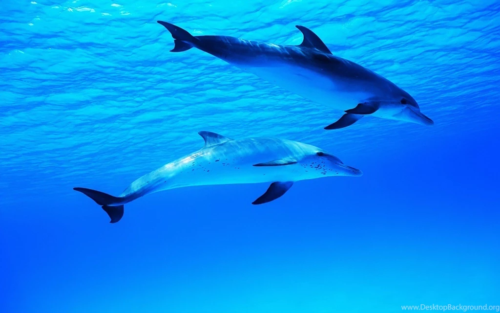 Wallpapers Undersea Dolphins Sea Ocean Underwater Hd 1920x1200 ...