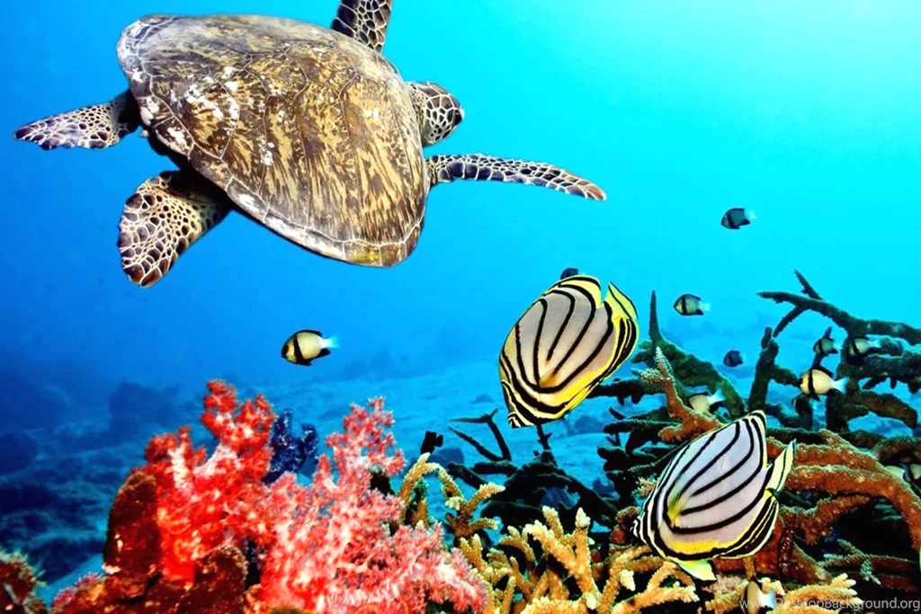 Ocean Life HD Images Underwater Fish Desktop Wallpapers – Fine HD ...