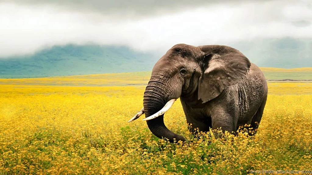 10+ Best HD Elephant Wallpapers