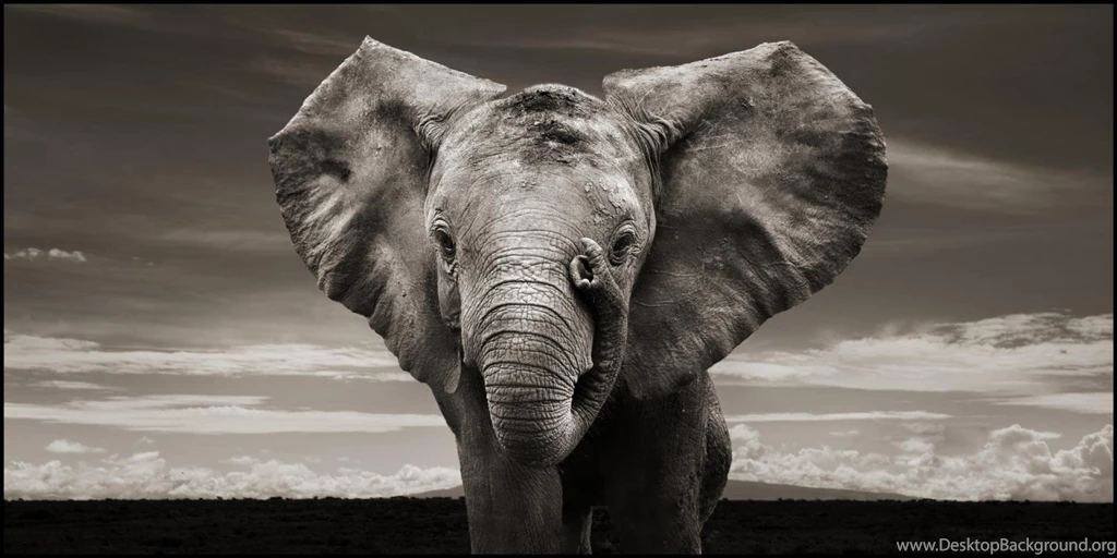 Elephant Computer Wallpapers, Desktop Backgrounds
