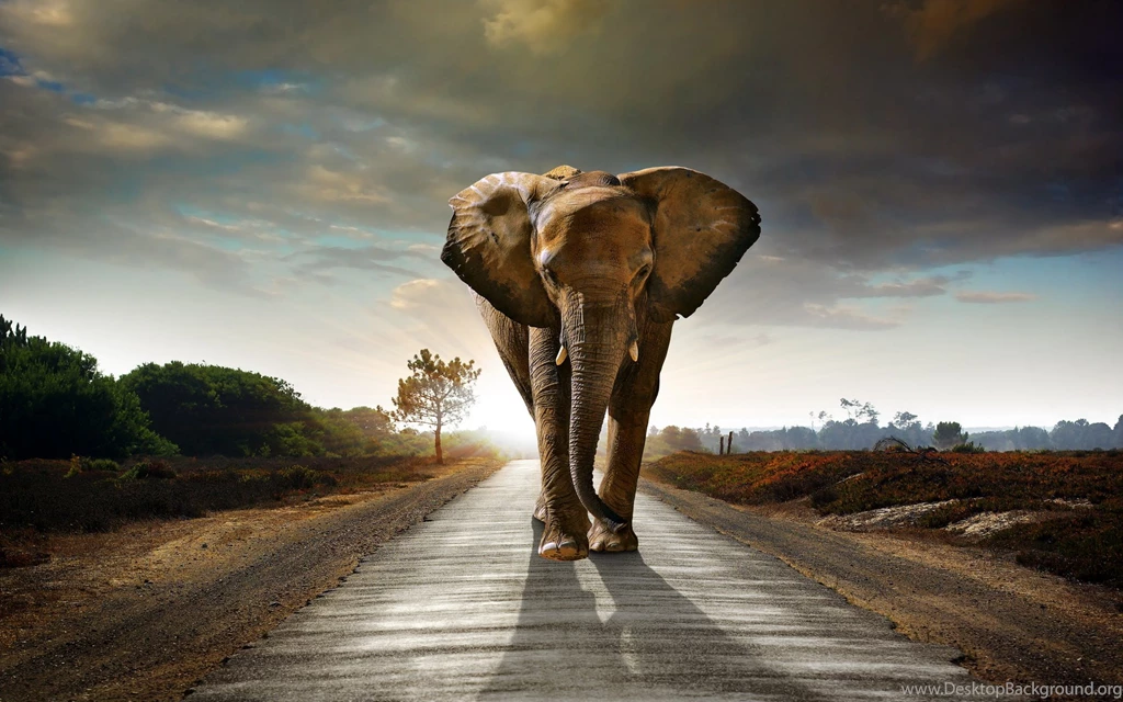 Elephant Computer Wallpapers, Desktop Backgrounds