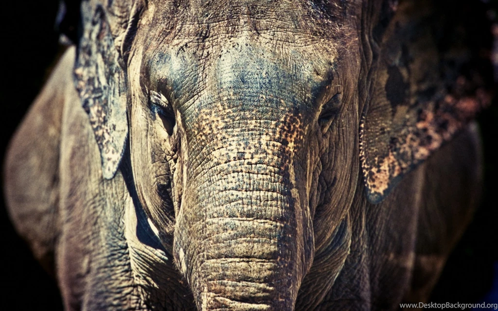 Elephant Computer Wallpapers, Desktop Backgrounds