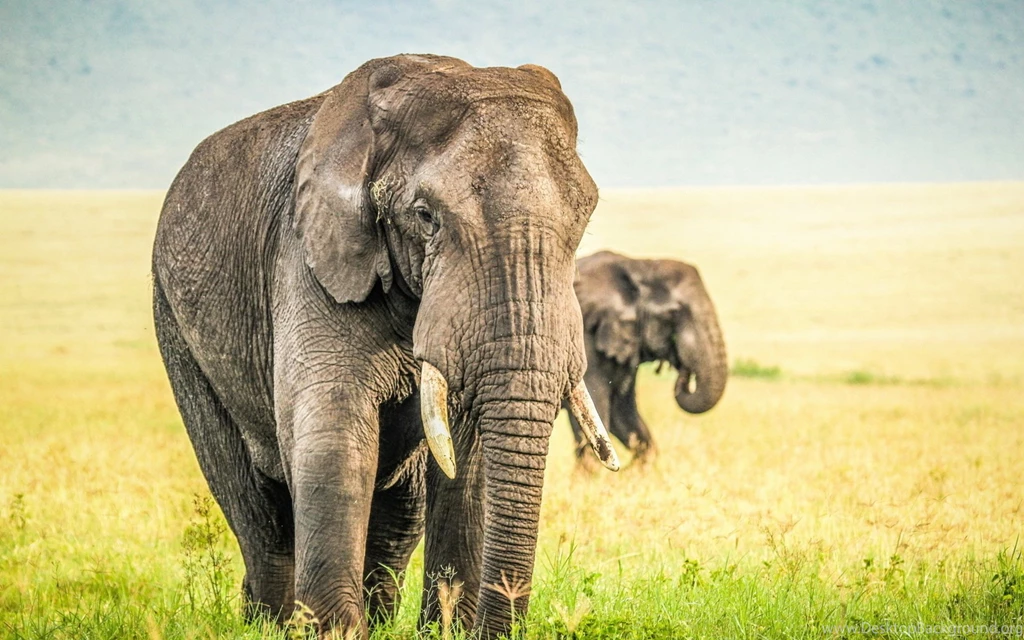 Elephant Computer Wallpapers, Desktop Backgrounds