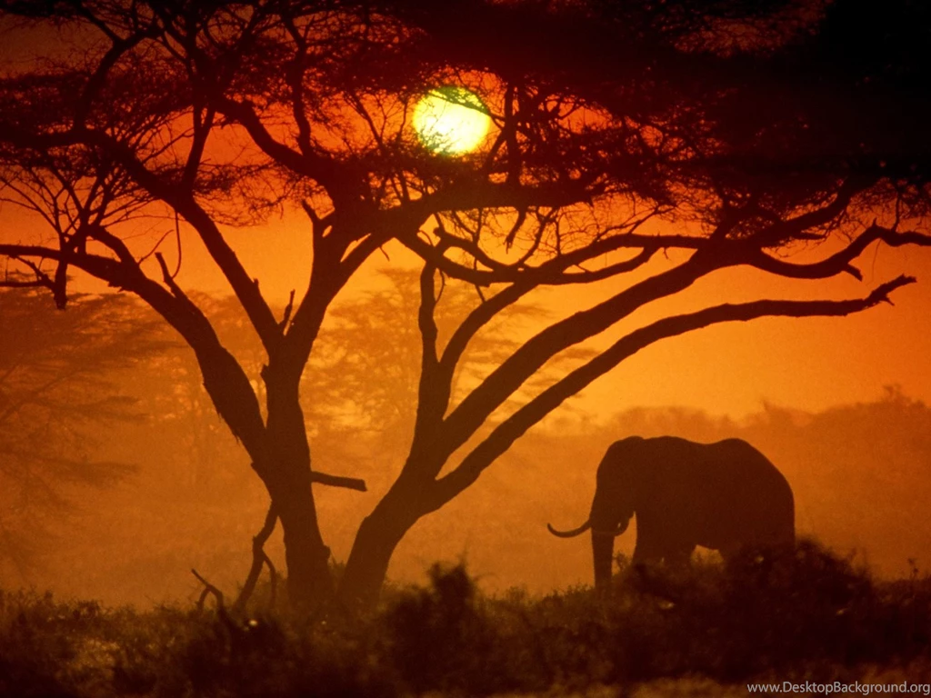 Elephant Computer Wallpapers, Desktop Backgrounds
