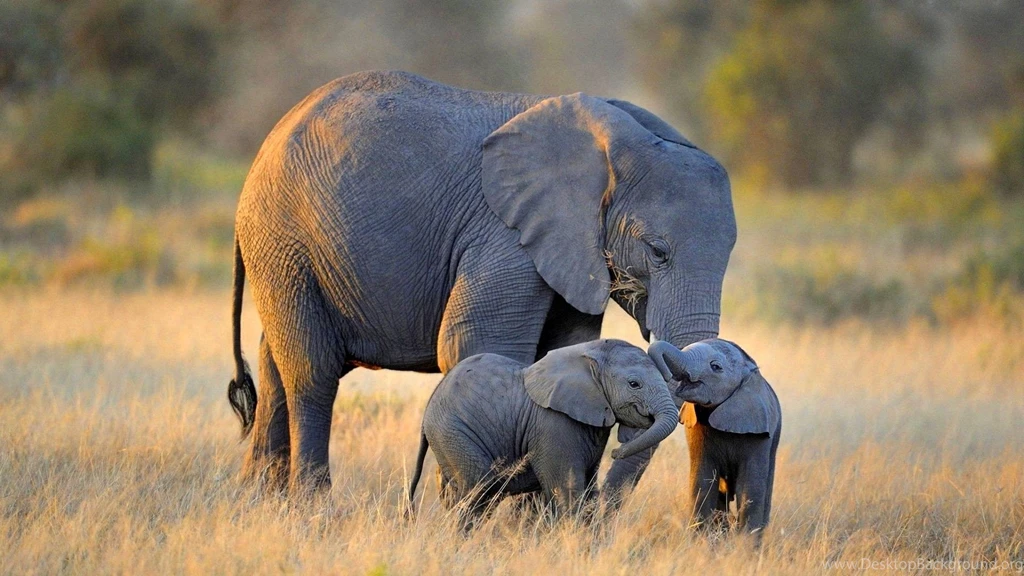 HD African Elephant Family Wallpapers For Computer Full Size ...