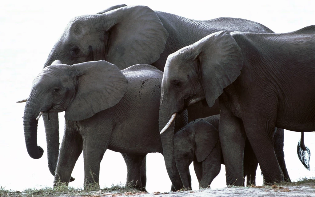 Download 1440x900 Elephant Is Large Animal Wallpapers