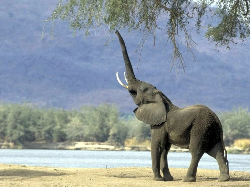 Free Elephant Reaching For Branches ..., Animals And Wildlife ...