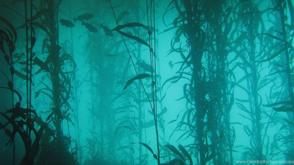 Ocean Nature Fish Plants Lakes Algae Underwater Wallpapers