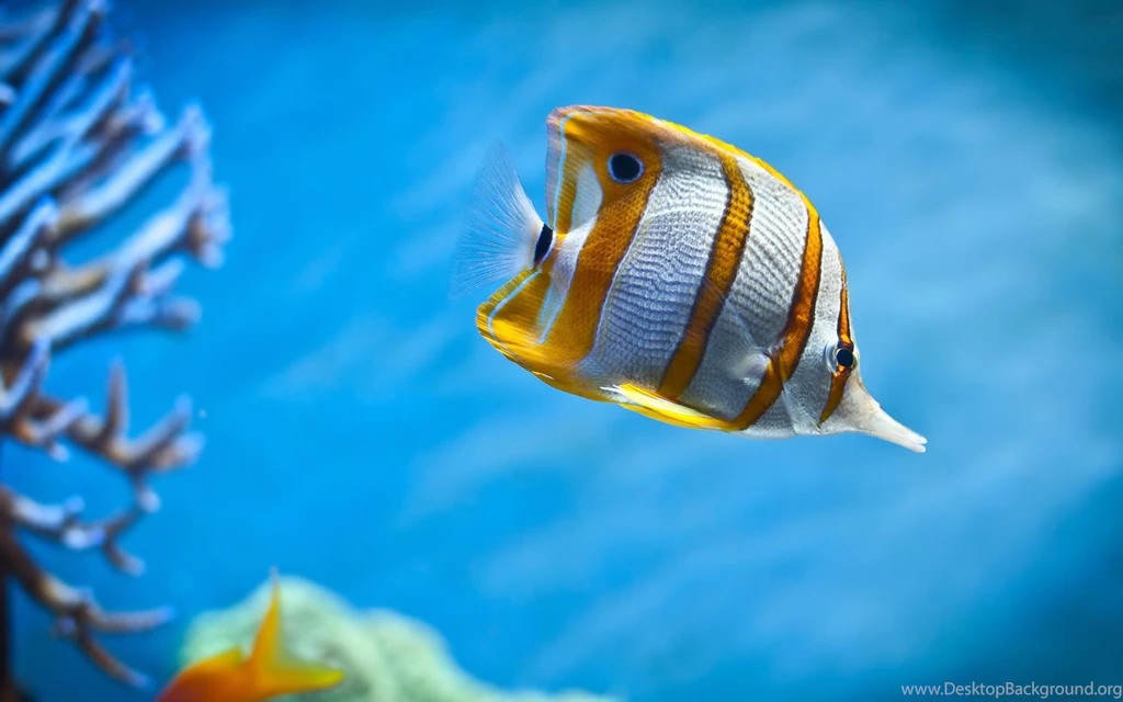 Ocean Fish Wallpapers HD