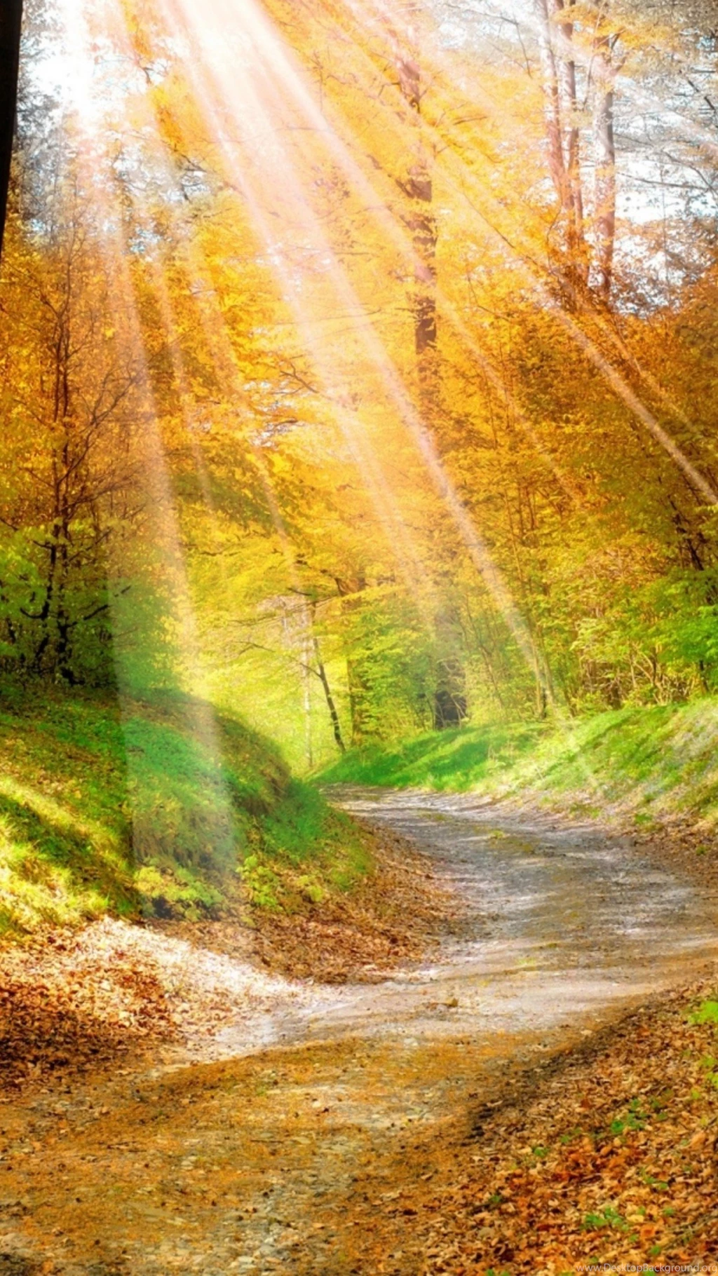 Iphone 6 Best View Forest Sun Nature New Hd Wallpapers