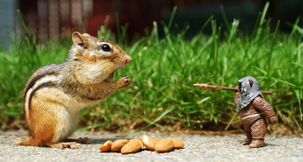 Funny Animal Wallpapers