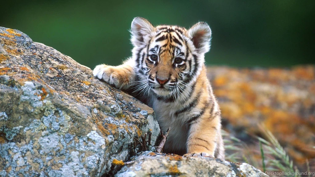 Animal Wallpapers