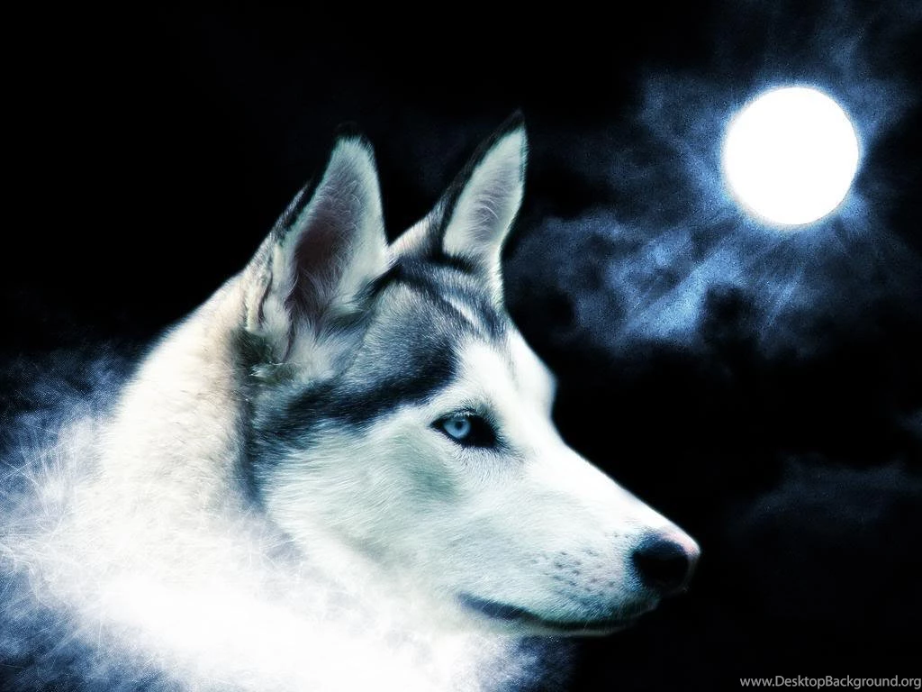 Best Animal Wallpaper: Wolf Wild Animal