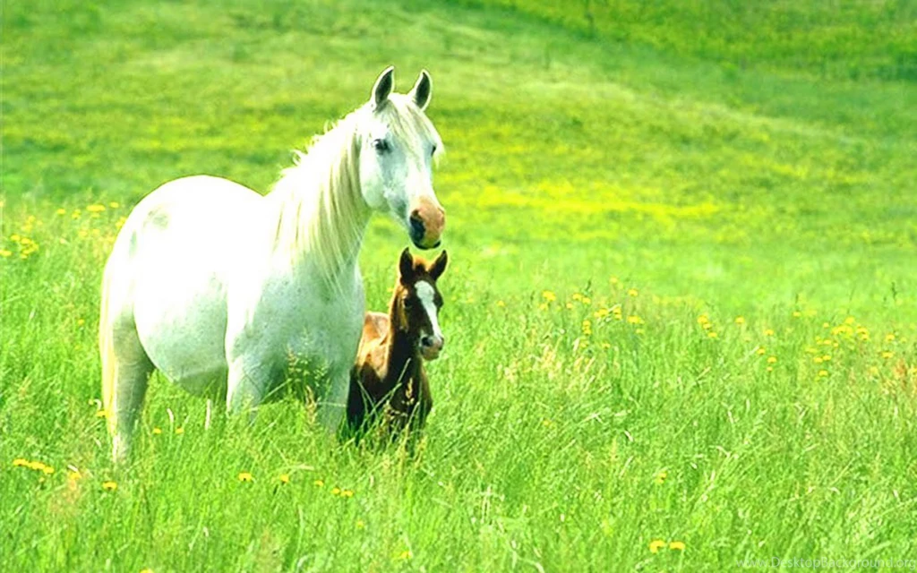 Free Animal Wallpapers Wallpapers Cave