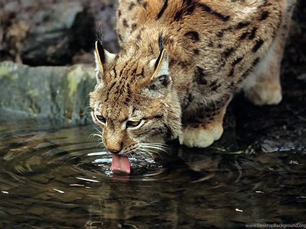The Best Animals Wallpapers Pack 2" The Best Animal Wallpapers You ...