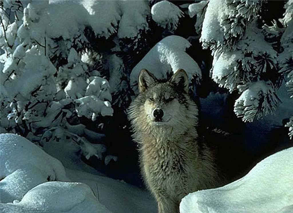 Animal