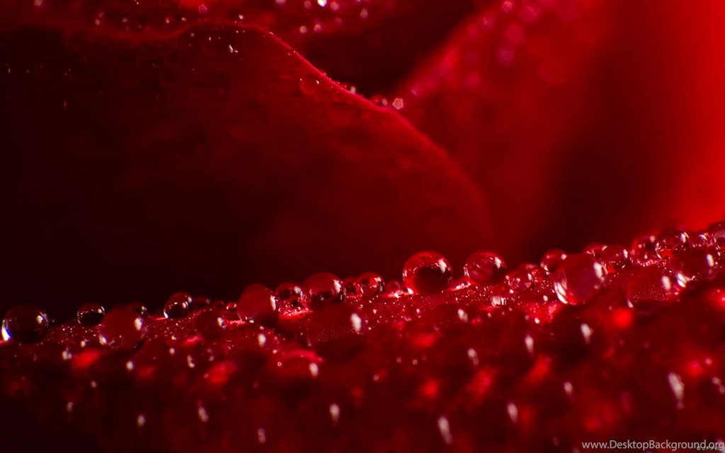 Red Rose Wallpapers