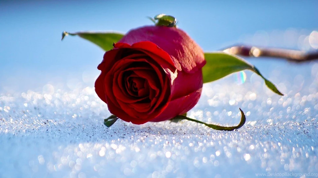 Red White Spring Valentine Blue Rose Glitter Wallpapers