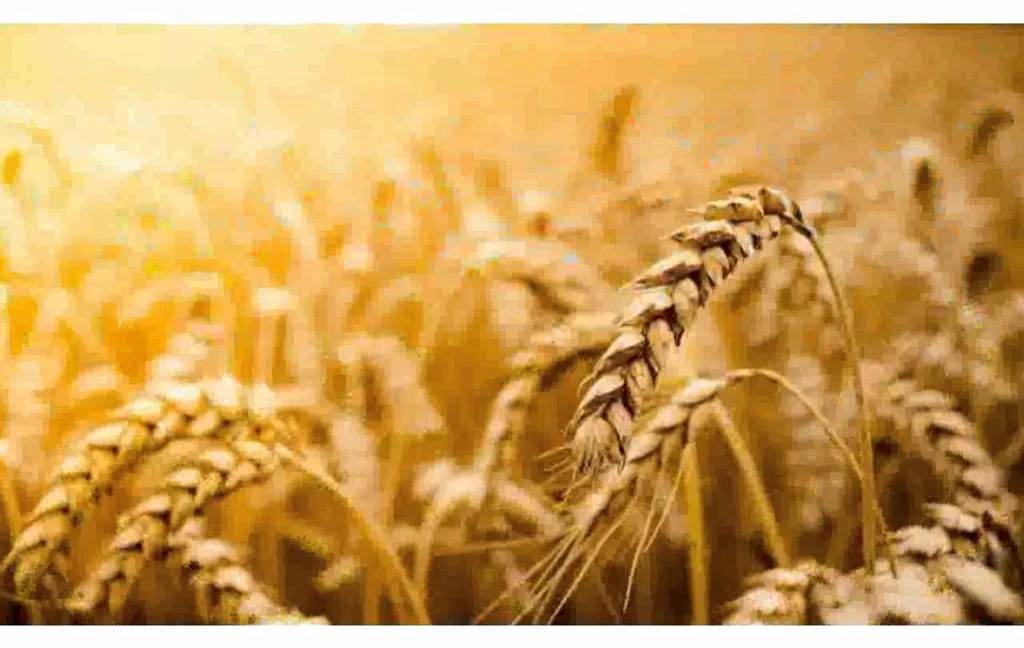 Wheat Field Backgrounds Images YouTube
