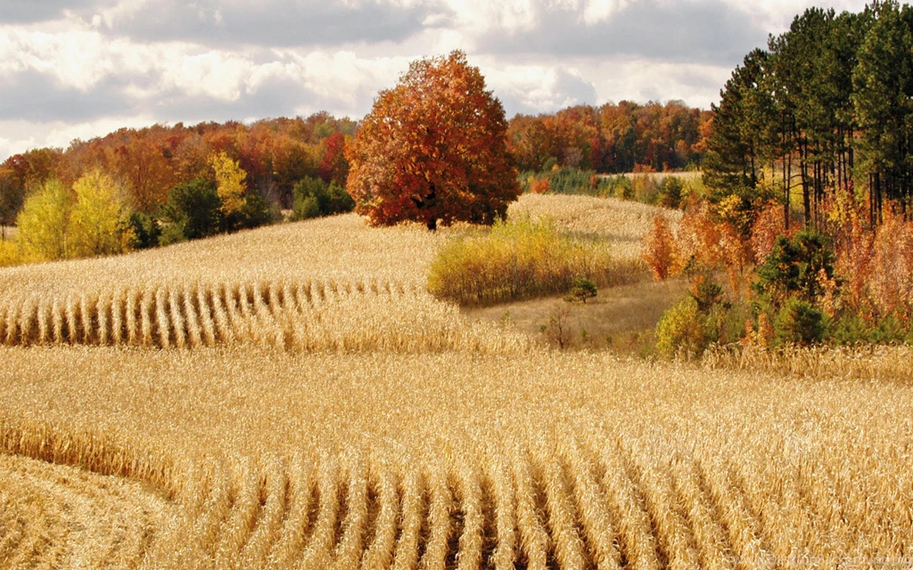 Beautiful Wheat Field Wallpapers HD Pictures