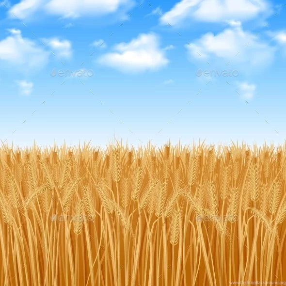 Wheat Field Backgrounds