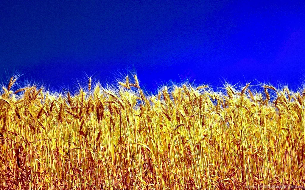 259 Wheat HD Wallpapers