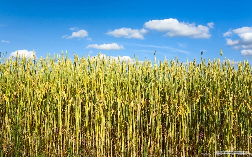 Free Wallpapers Free Nature Wallpapers Wheat Field 1 Wallpapers ...